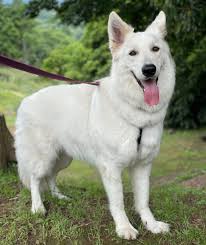 「アレックス・シェパード」の画像検索結果