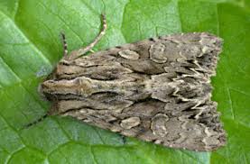 Attēlu rezultāti vaicājumam “Apamea monoglypha”