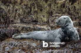 Image result for Halichoerus grypus