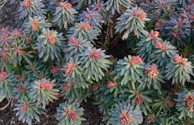 Attēlu rezultāti vaicājumam “Euphorbia palustris fruit”