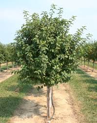 Attēlu rezultāti vaicājumam “Malus x zumi”