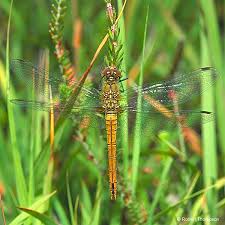 Attēlu rezultāti vaicājumam “Sympetrum sanguineum female”
