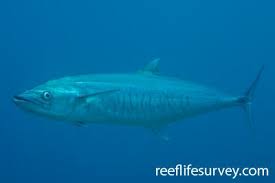 Image result for Scomberomorus maculatus