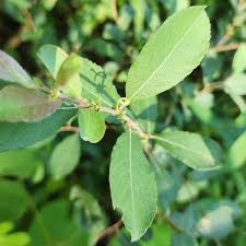 Attēlu rezultāti vaicājumam “Salix cinerea”