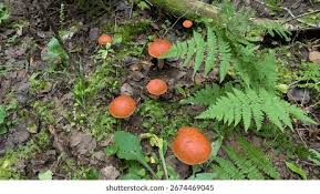 Attēlu rezultāti vaicājumam “Leccinum aurantiacum”