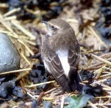 Image result for Oenanthe pleschanka