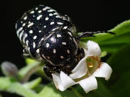 Attēlu rezultāti vaicājumam “Oxythyrea funesta imago”