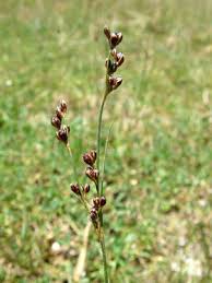 Attēlu rezultāti vaicājumam “Juncus gerardii bud”