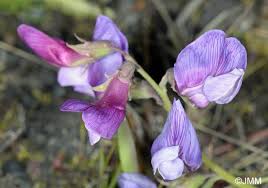 Attēlu rezultāti vaicājumam “Lathyrus japonicus subsp. maritimus”