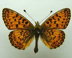 Attēlu rezultāti vaicājumam “Clossiana selene”