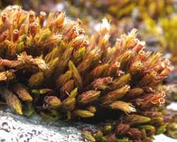 Attēlu rezultāti vaicājumam “Orthotrichum pumilum sporophyte”