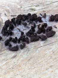 Attēlu rezultāti vaicājumam “Stemonaria irregularis”