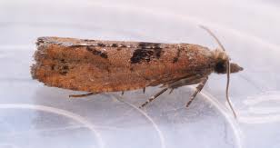 Attēlu rezultāti vaicājumam “Epinotia brunnichana”