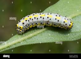 Attēlu rezultāti vaicājumam “Cucullia verbasci larva”