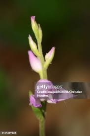 Attēlu rezultāti vaicājumam “Cephalanthera rubra bud”