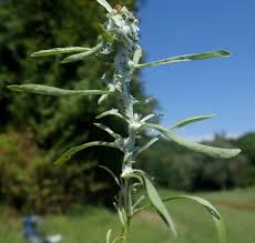 Attēlu rezultāti vaicājumam “Gnaphalium uliginosum leaf”