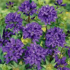 Attēlu rezultāti vaicājumam “Campanula glomerata”
