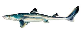 Image result for Squalus acanthias