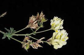 Attēlu rezultāti vaicājumam “Medicago x varia  flower”