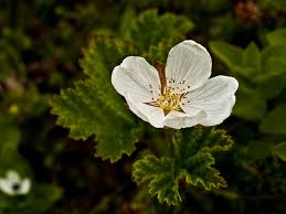 Attēlu rezultāti vaicājumam “Rubus chamaemorus flower”