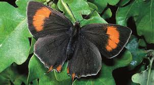 Attēlu rezultāti vaicājumam “Thecla betulae underside”