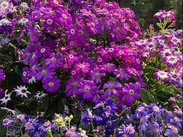 Image result for Cineraria maritima