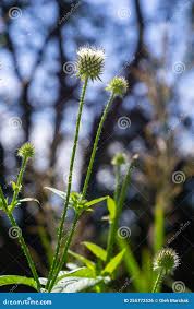 Image result for Dipsacus pilosus