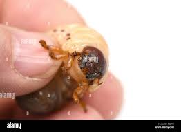 Attēlu rezultāti vaicājumam “Oryctes nasicornis larva”