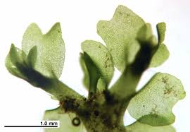 Attēlu rezultāti vaicājumam “Chiloscyphus”