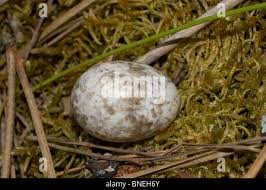 Attēlu rezultāti vaicājumam “Caprimulgus europaeus nest”