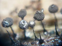 Attēlu rezultāti vaicājumam “Lamproderma pseudomaculatum”