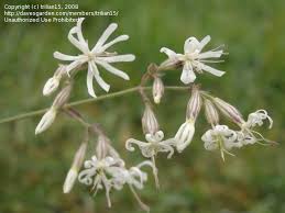 Attēlu rezultāti vaicājumam “Silene nutans flower”