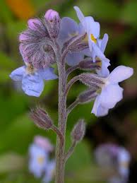 Attēlu rezultāti vaicājumam “Myosotis sylvatica leaf”