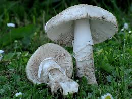 Attēlu rezultāti vaicājumam “Amanita strobiliformis”