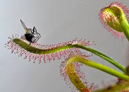 Attēlu rezultāti vaicājumam “Drosera rotundifolia fruit”