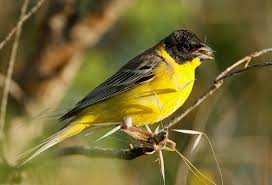 Image result for Emberiza melanocephala