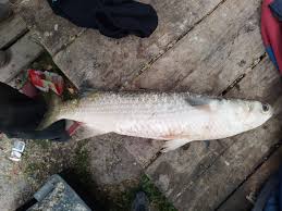 Image result for Mugil liza