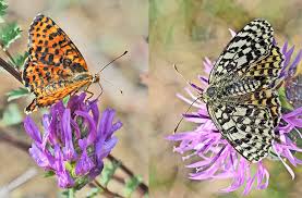 Attēlu rezultāti vaicājumam “Melitaea didyma male”