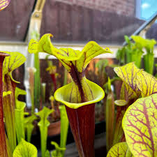 Attēlu rezultāti vaicājumam “Phronia sp.”