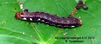 Attēlu rezultāti vaicājumam “Eupsilia transversa”