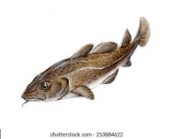 Image result for Gadus morhua