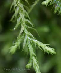 Attēlu rezultāti vaicājumam “Anomodon longifolius”