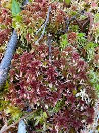 Attēlu rezultāti vaicājumam “Sphagnum warnstorfii”