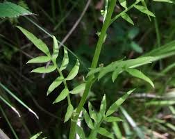 Attēlu rezultāti vaicājumam “Cardamine impatiens leaf”