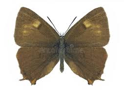 Attēlu rezultāti vaicājumam “Thecla betulae male”