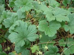 Attēlu rezultāti vaicājumam “Waldsteinia geoides”