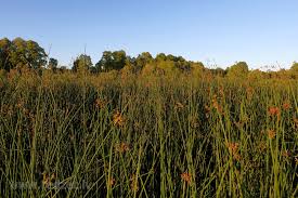 Attēlu rezultāti vaicājumam “Juncaceae”
