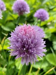 Image result for Allium schoenoprasum