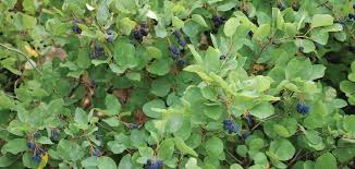 Attēlu rezultāti vaicājumam “Amelanchier spicata fruit”