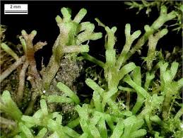 Attēlu rezultāti vaicājumam “Riccia fluitans”